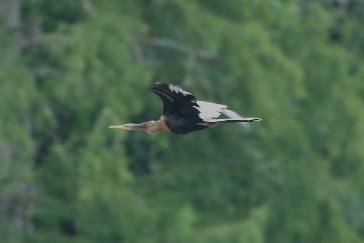 Anhinga Americana - ML600530941