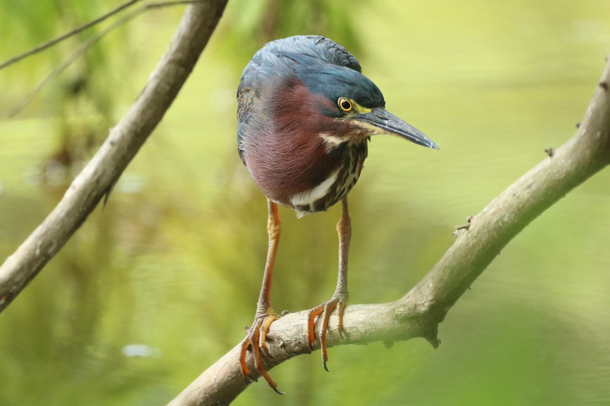 Green Heron - ML600530991