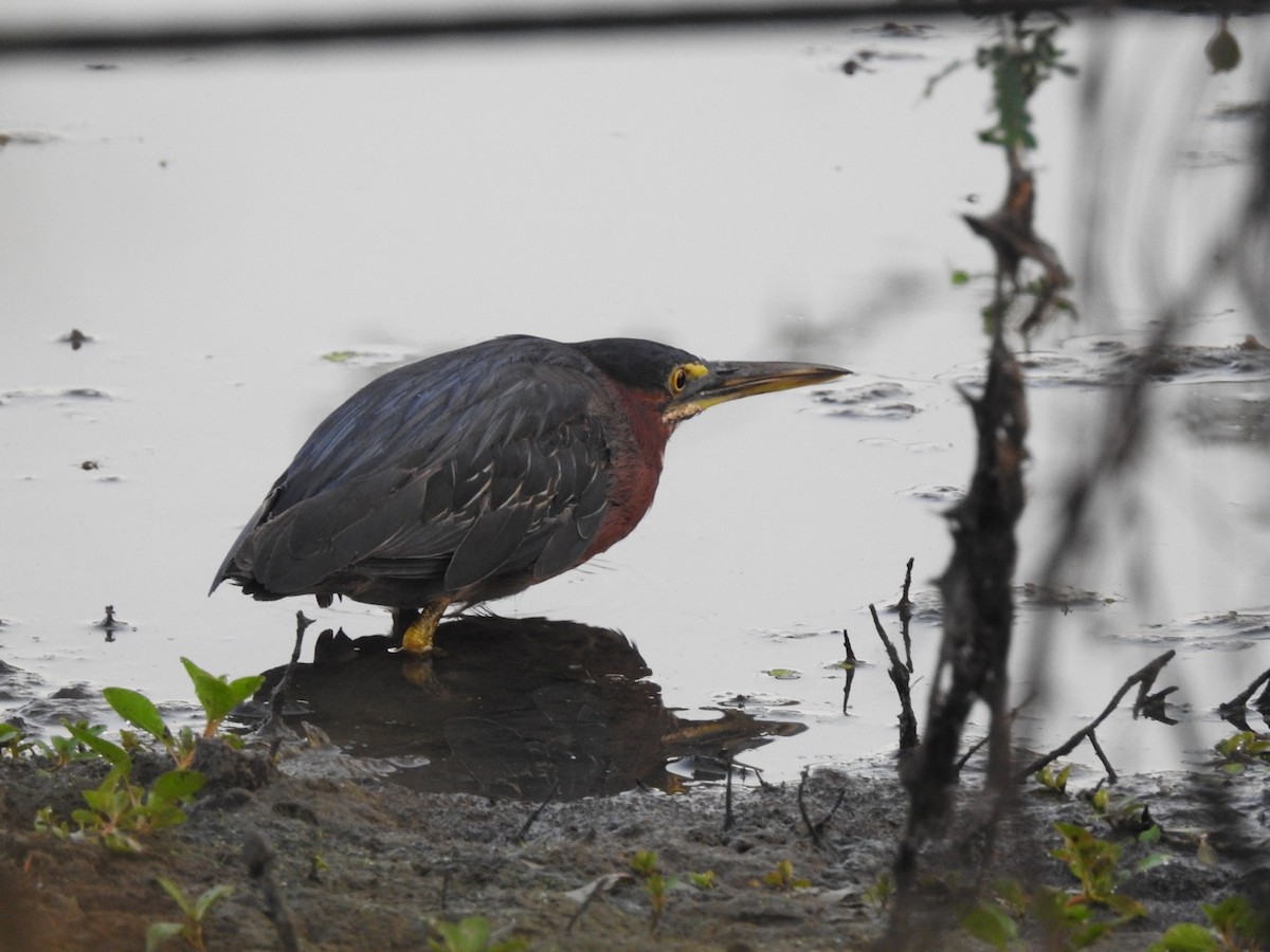 Green Heron - ML600531041