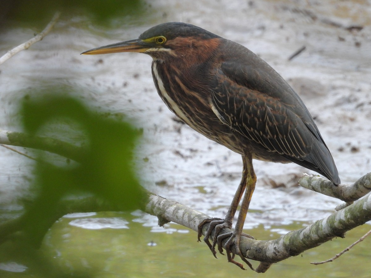 Green Heron - ML600531921