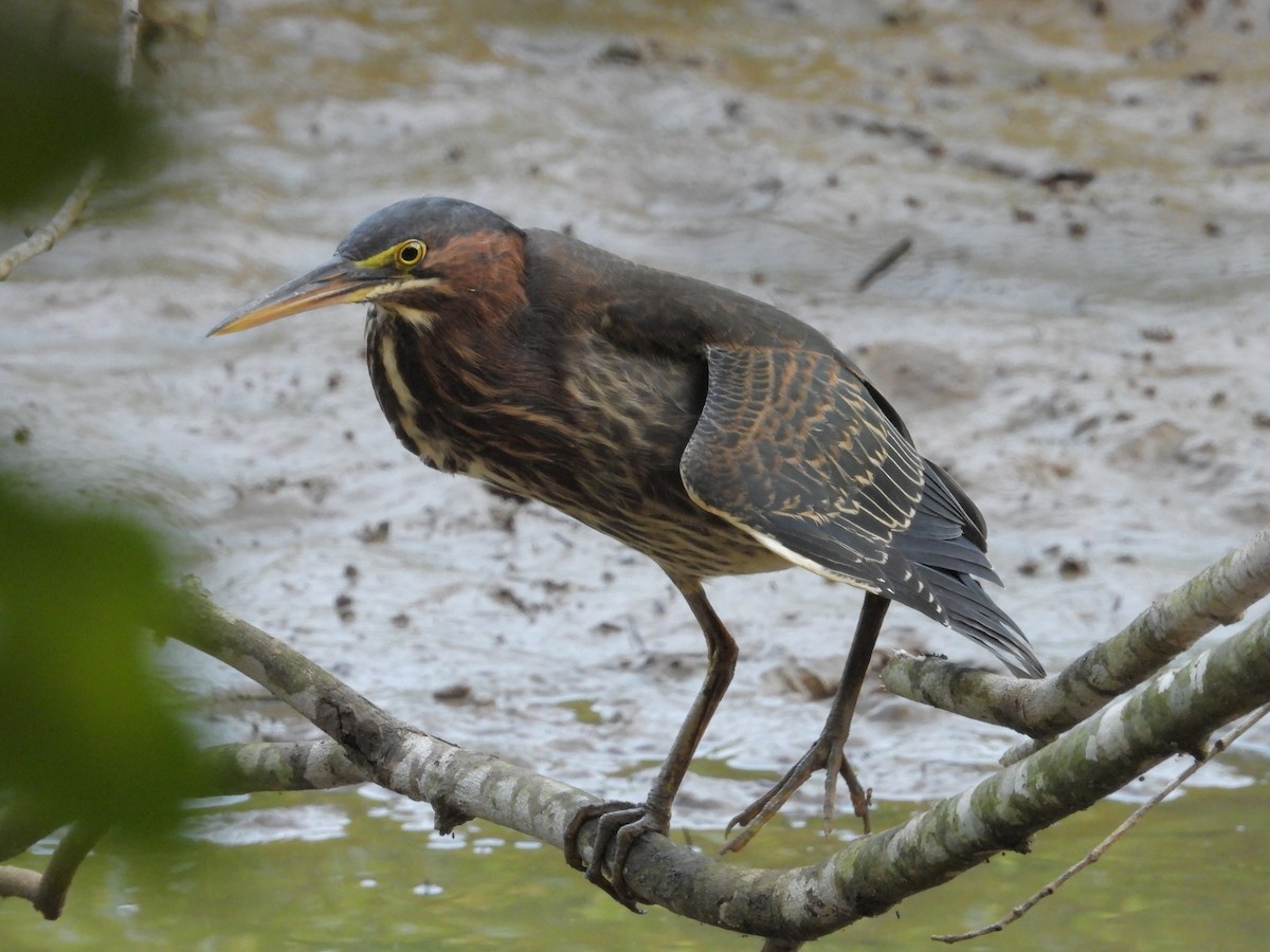 Green Heron - ML600532001