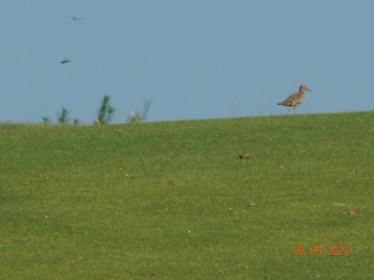 Buff-breasted Sandpiper - ML600532401