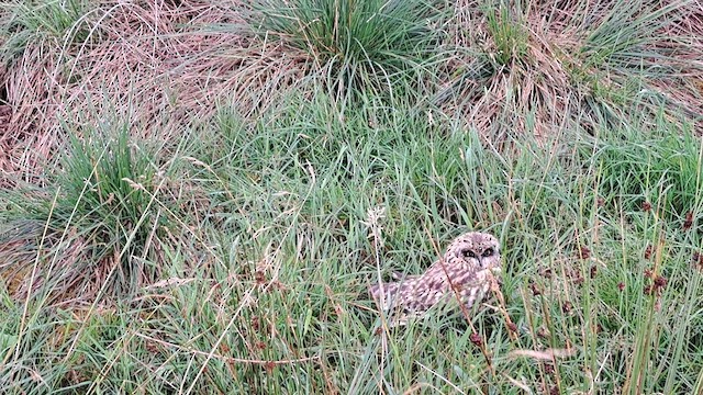 Short-eared Owl (Northern) - ML600533681