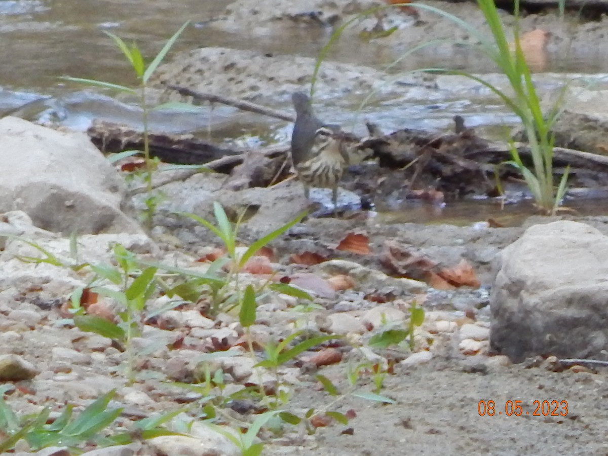 Louisiana Waterthrush - ML600534231