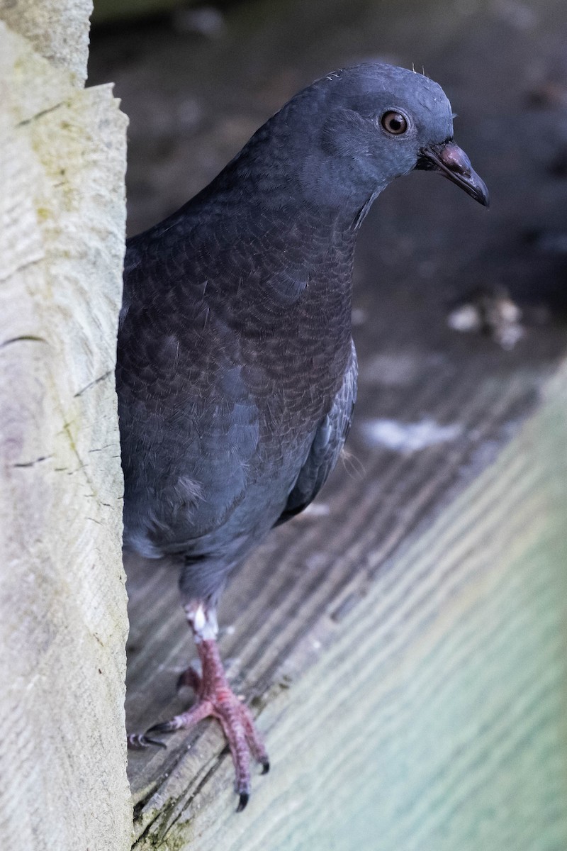 Pigeon biset (forme domestique) - ML600534441