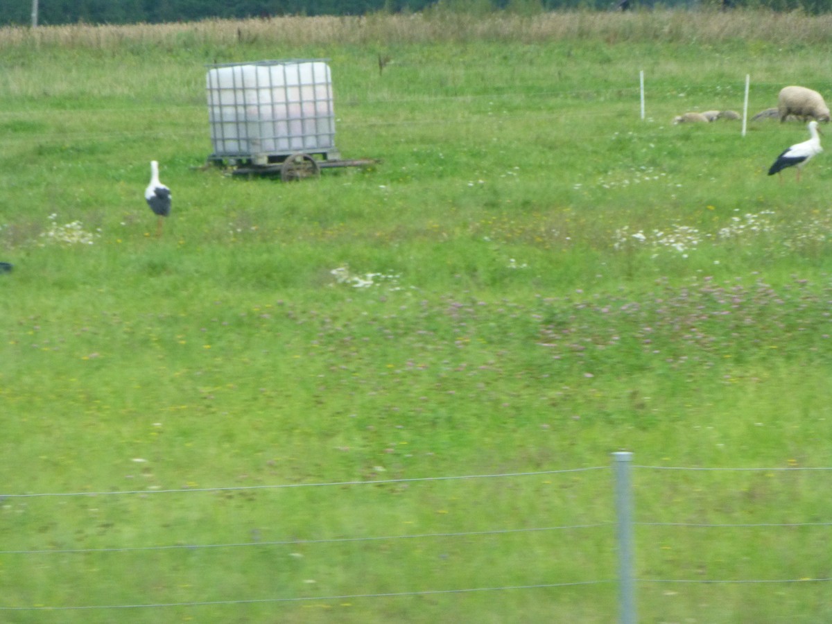 White Stork - ML60053501