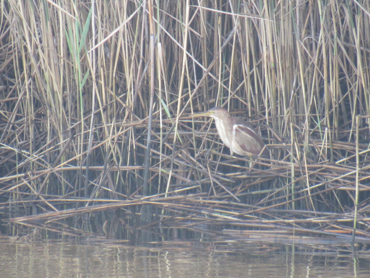 Least Bittern - ML600535721