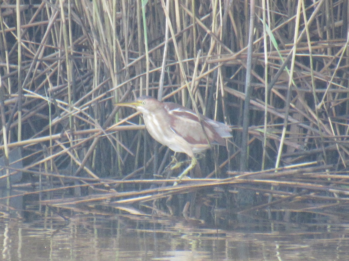 Least Bittern - ML600535731