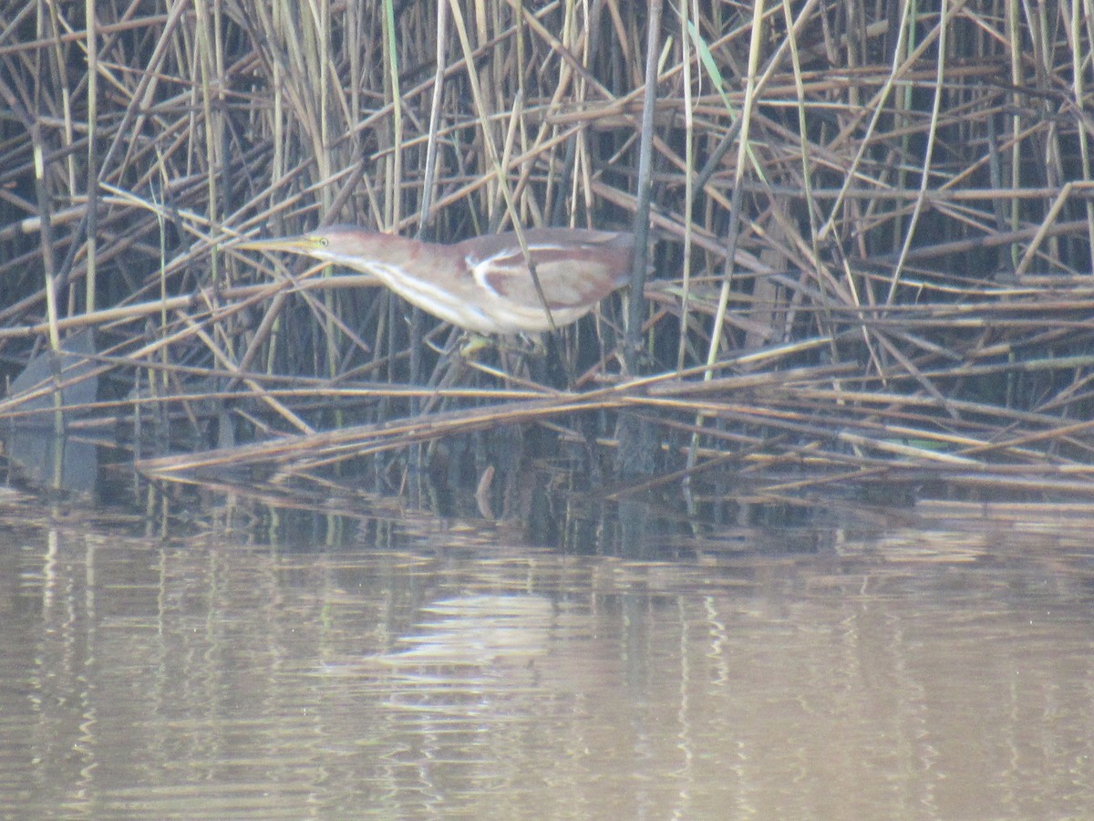 Least Bittern - ML600535741