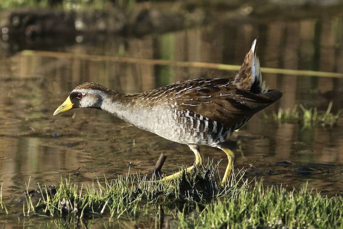 Sora - Larry Scacchetti