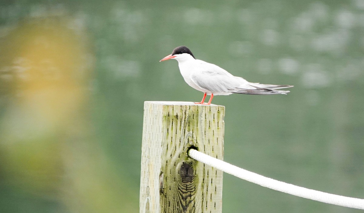 Common Tern - ML600536121