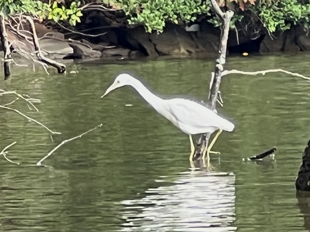 Little Blue Heron - Anonymous