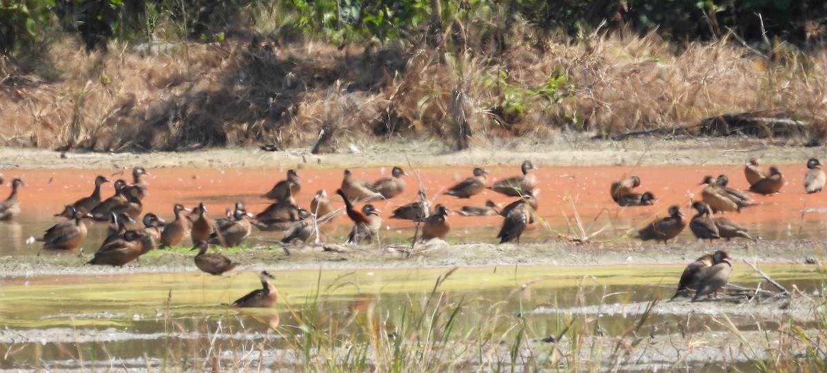 Brazilian Teal - Fernando Angulo - CORBIDI