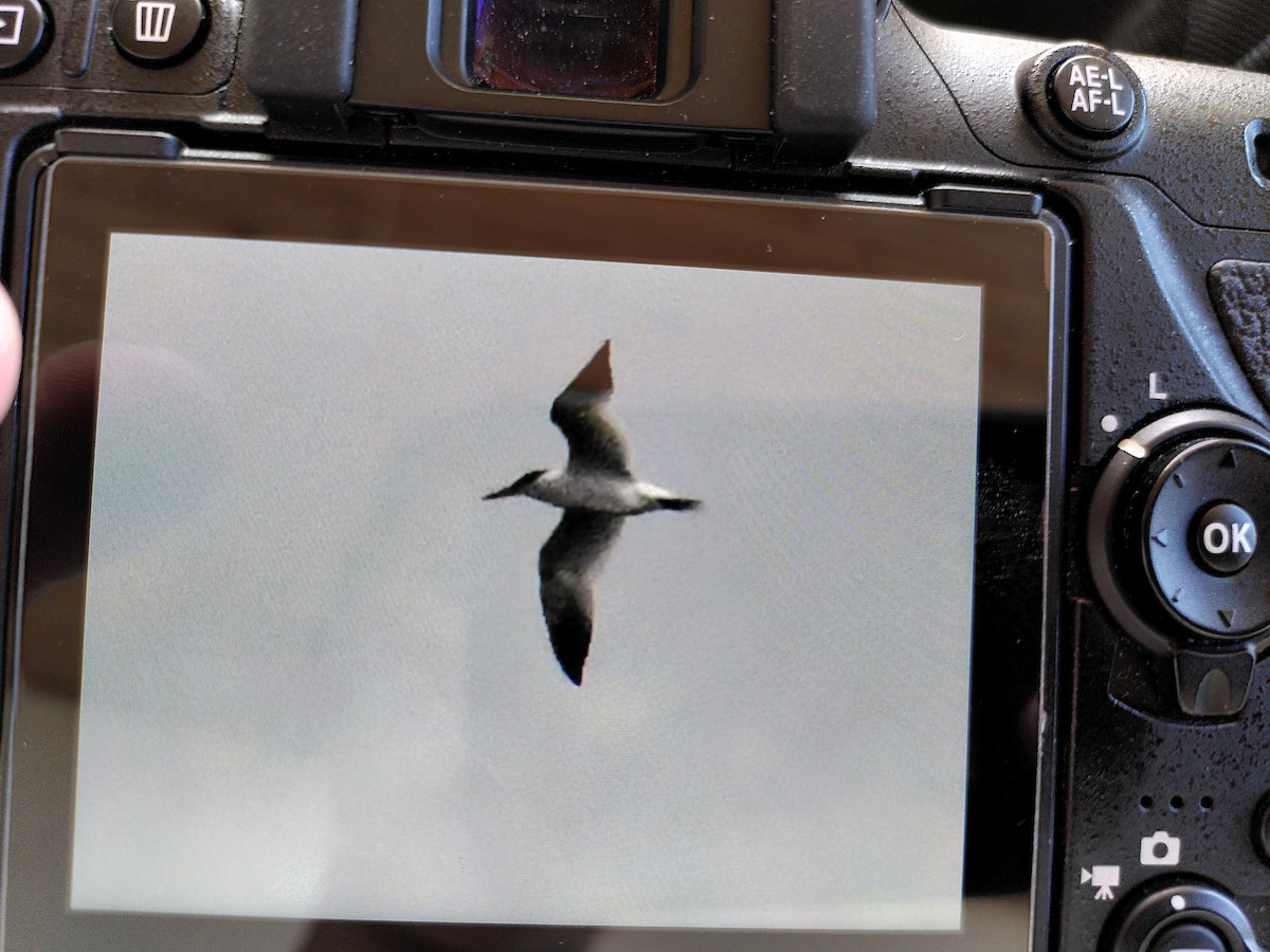 Caspian Tern - ML600538031