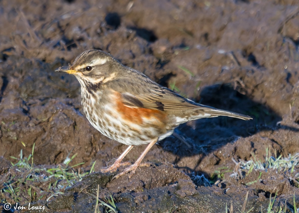 Redwing - Jon Lowes