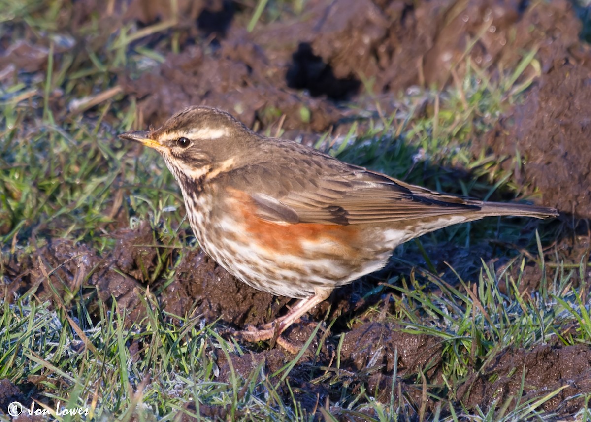 Redwing - Jon Lowes