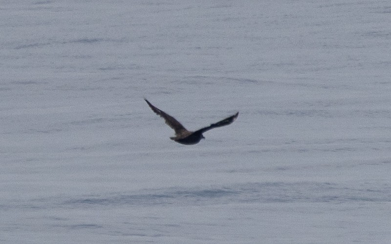 South Polar Skua - ML600538691