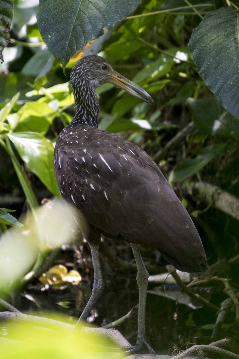 Limpkin - ML60053881