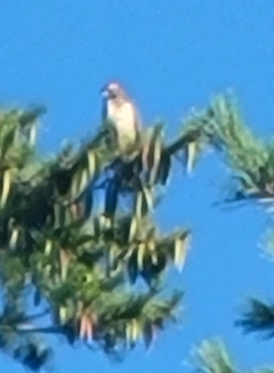 Broad-winged Hawk - Carey Purdon