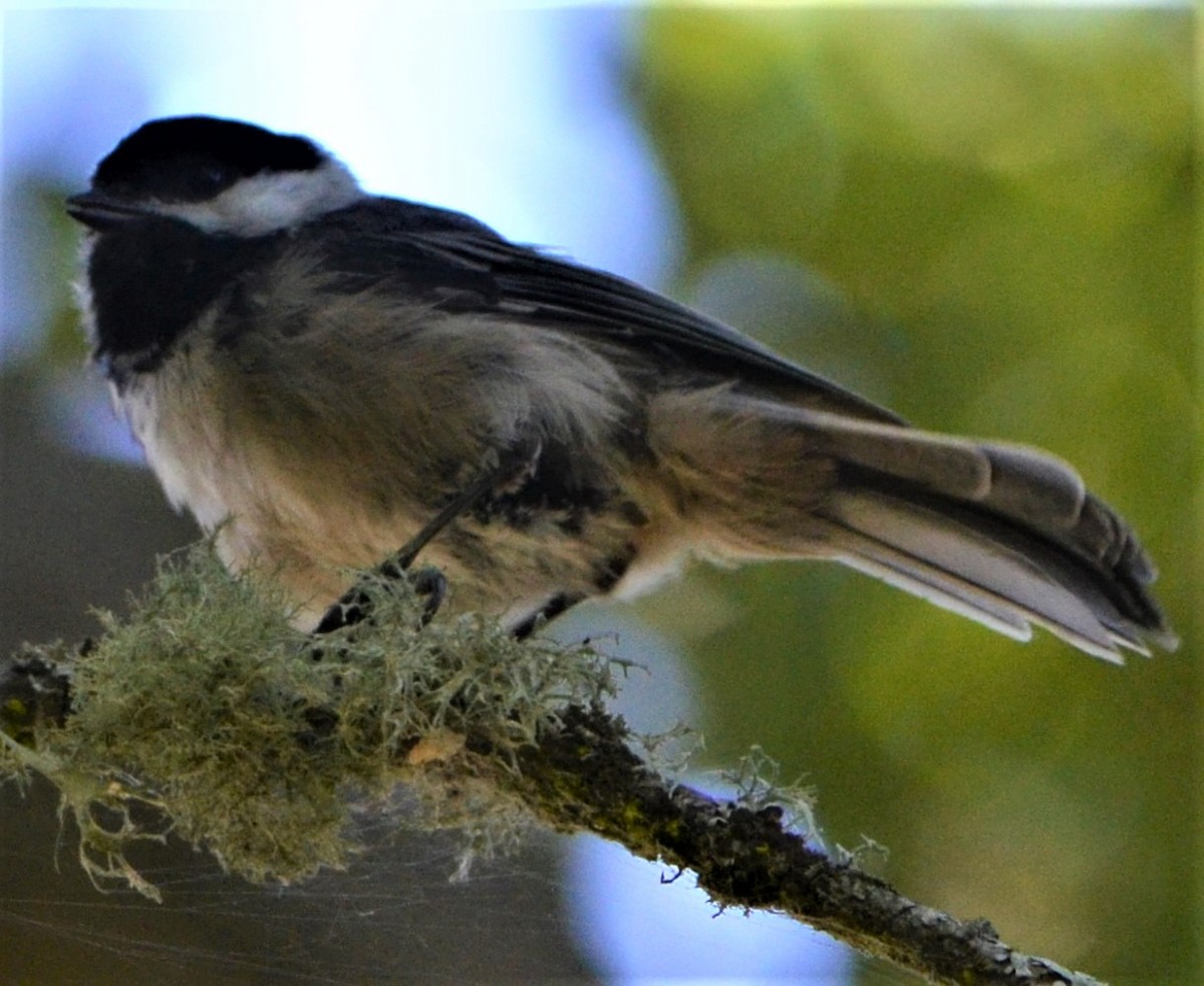 Chestnut-backed Chickadee - ML600541391