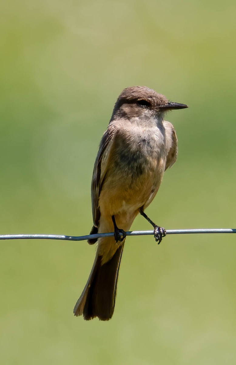 Say's Phoebe - Kenneth Eyster