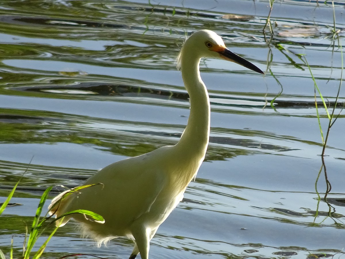 Snowy Egret - ML600541841