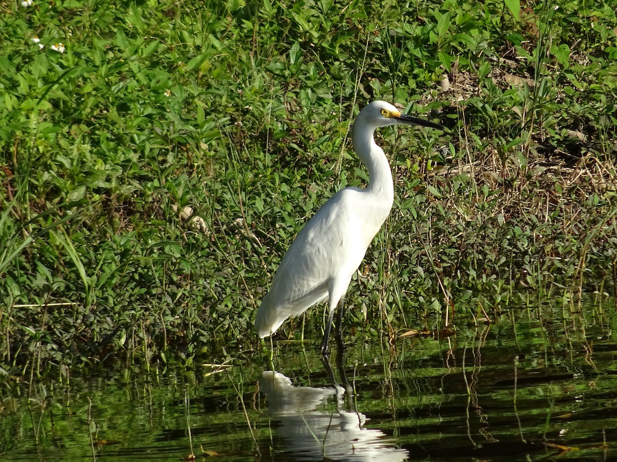 Snowy Egret - ML600541861