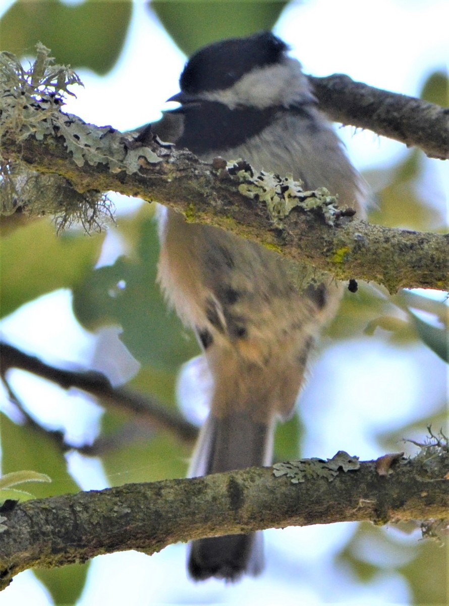 Chestnut-backed Chickadee - ML600542631