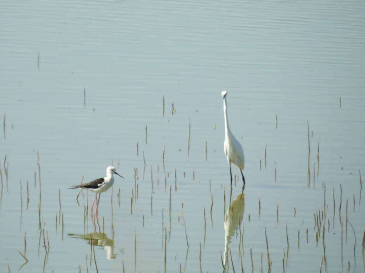 Black-winged Stilt - ML600543731