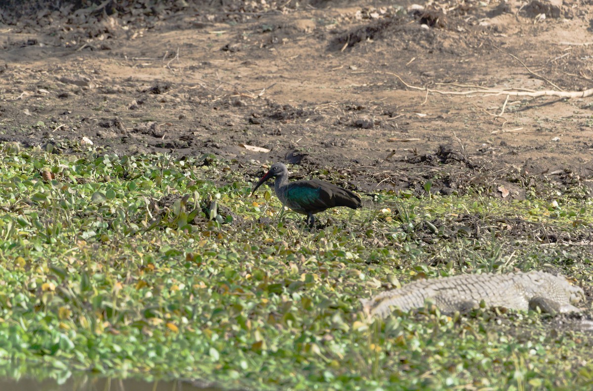 Hadada Ibis - ML600544041