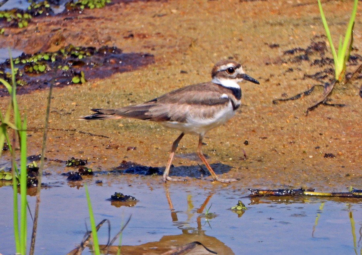 Killdeer - ML600544091