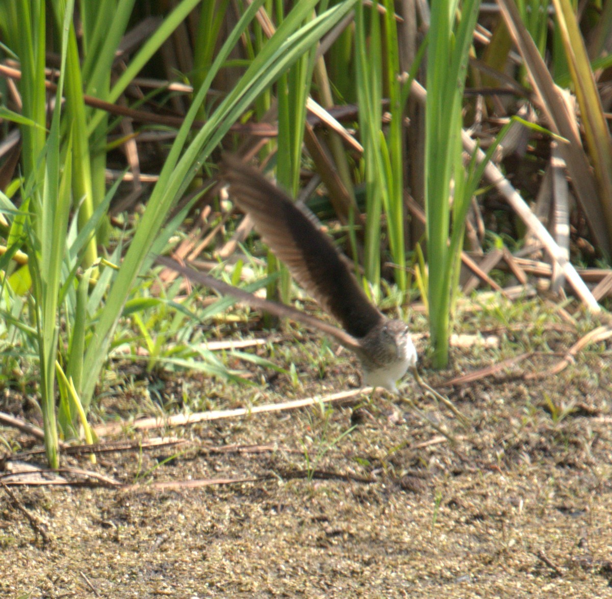 Solitary Sandpiper - ML600544391