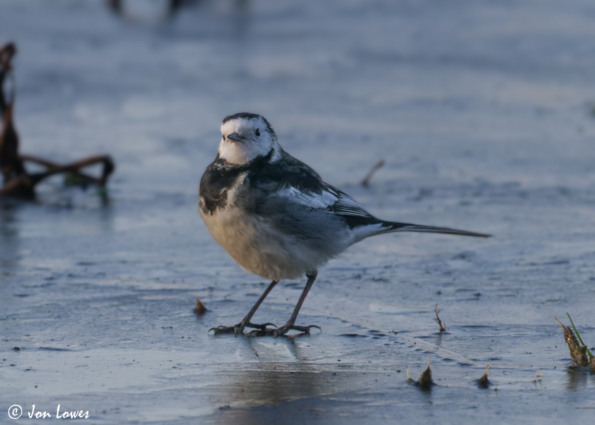 White Wagtail (British) - Jon Lowes