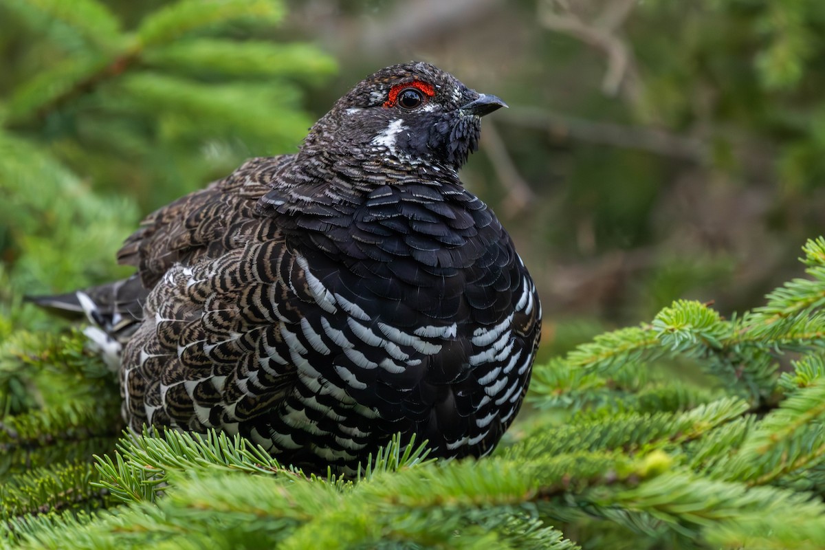 Spruce Grouse (Spruce) - ML600544681