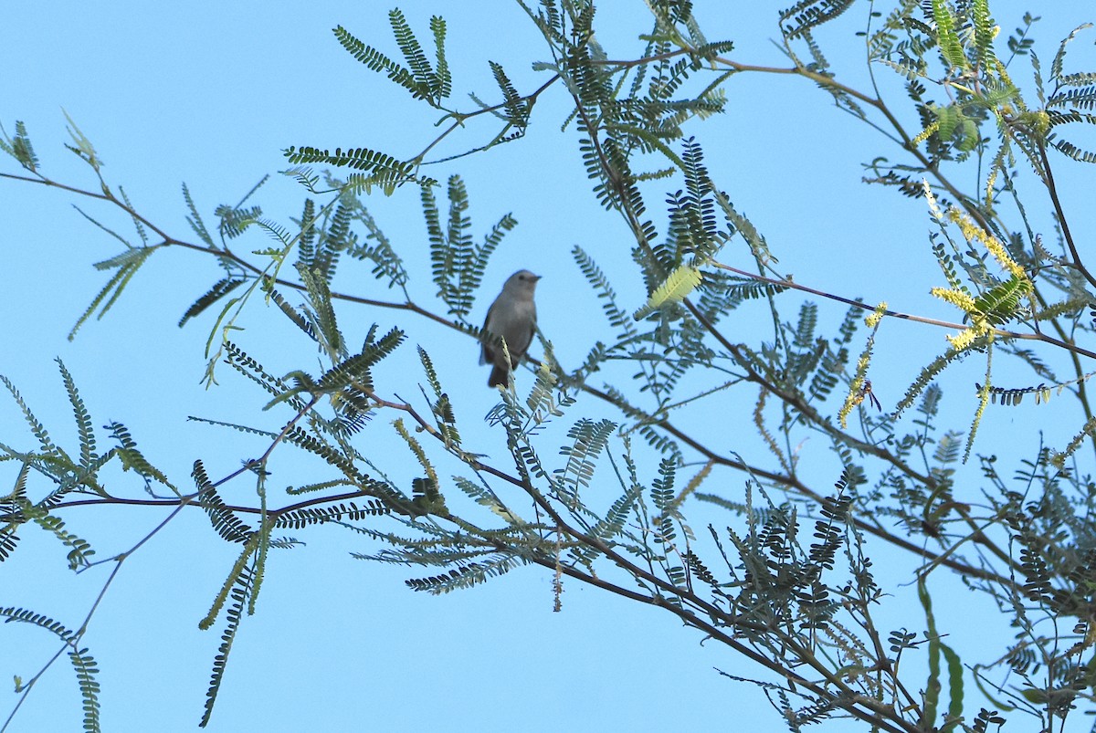 Lucy's Warbler - ML600545391