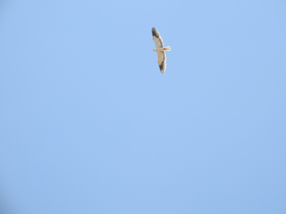 Black-winged Kite - ML600546221