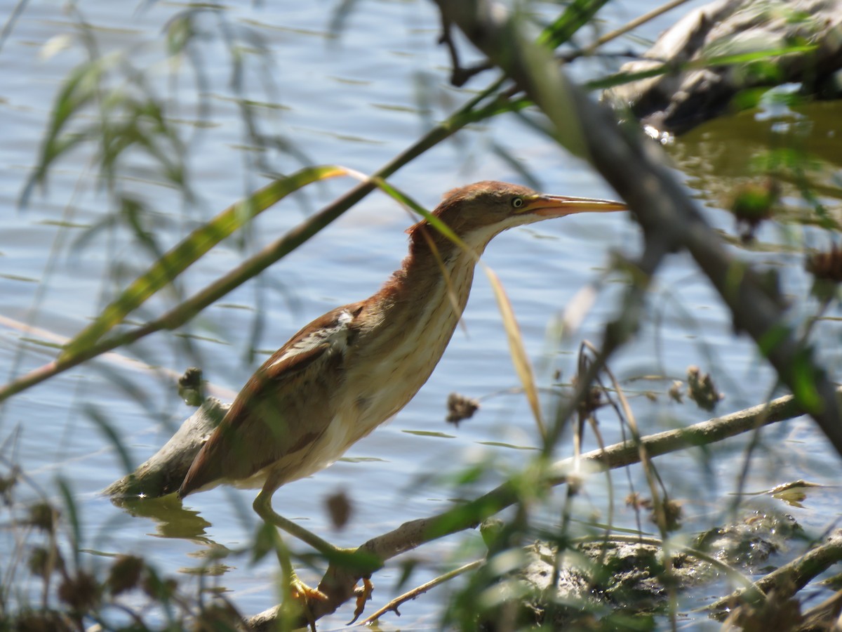 Least Bittern - ML600546711