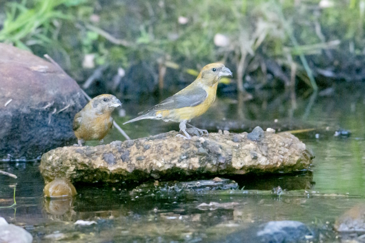 Red Crossbill - ML600547631