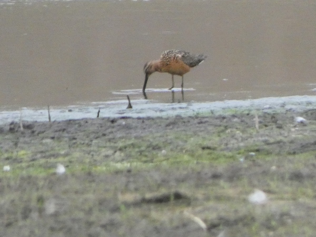 Long-billed Dowitcher - ML600547641