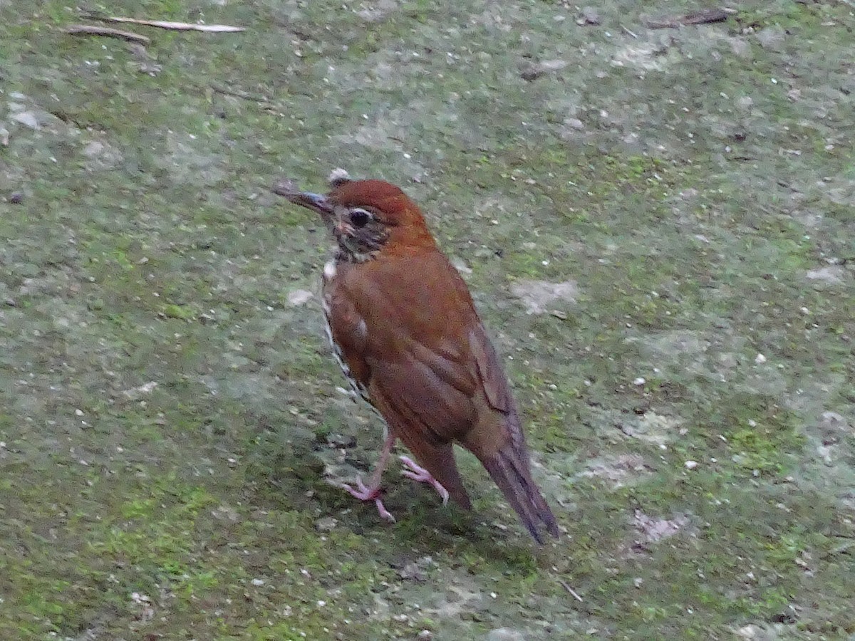 Wood Thrush - ML600547691