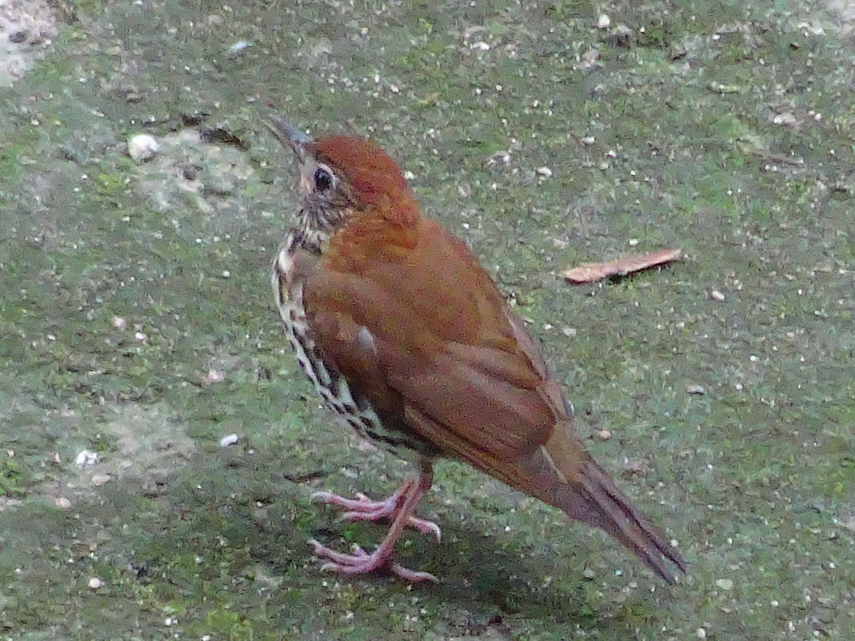 Wood Thrush - ML600547701