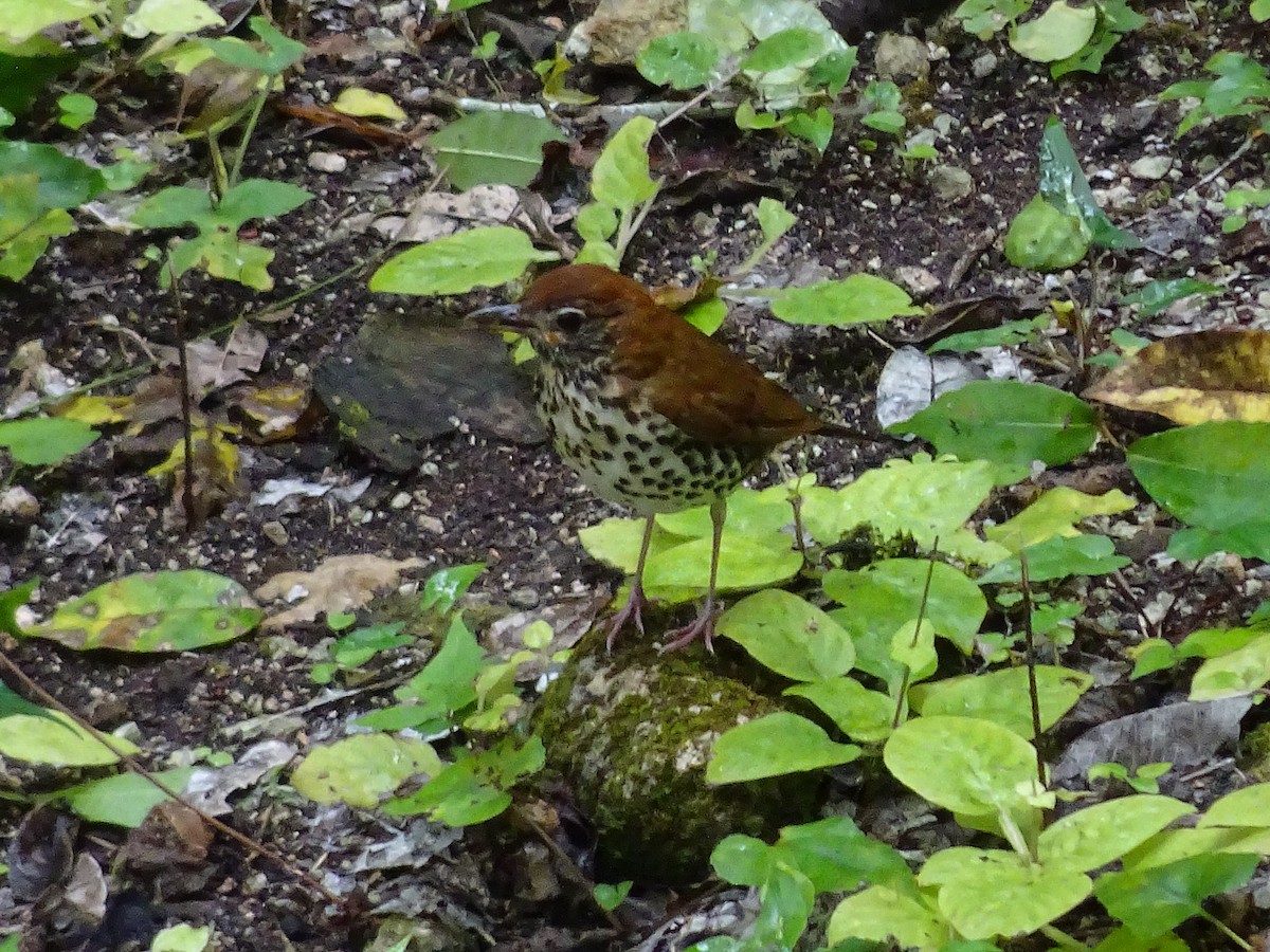 Wood Thrush - ML600547711