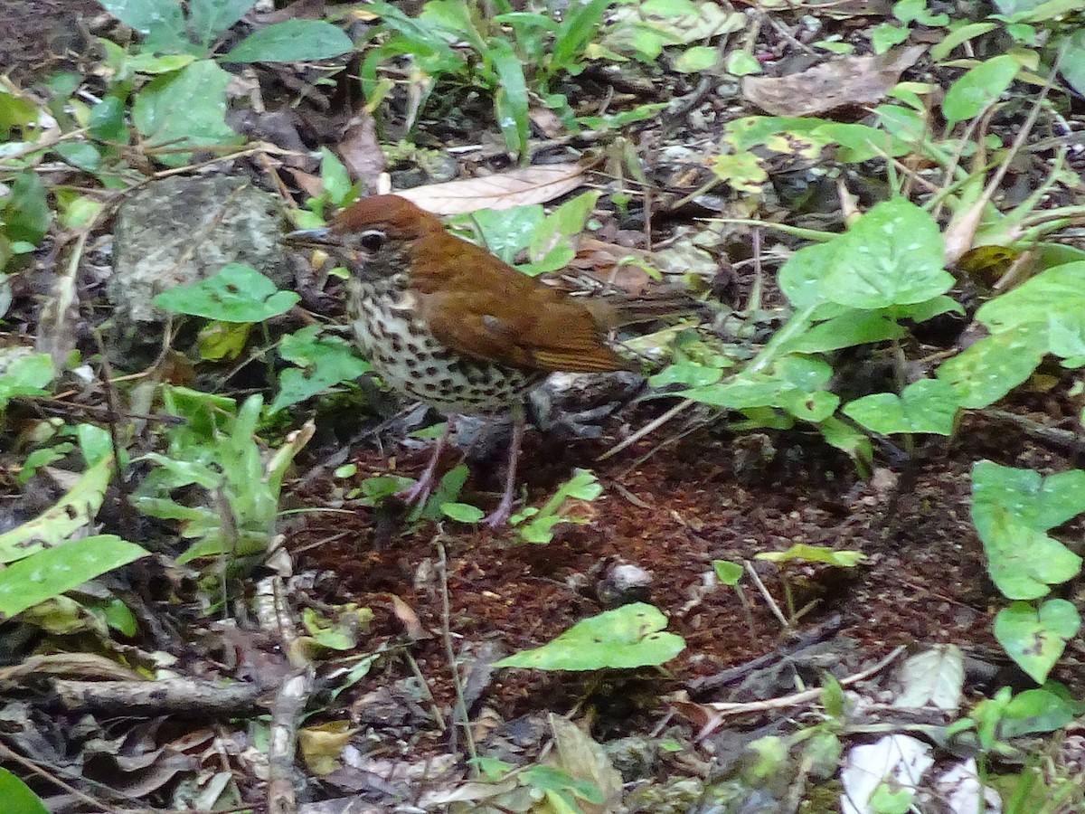 Wood Thrush - ML600547721