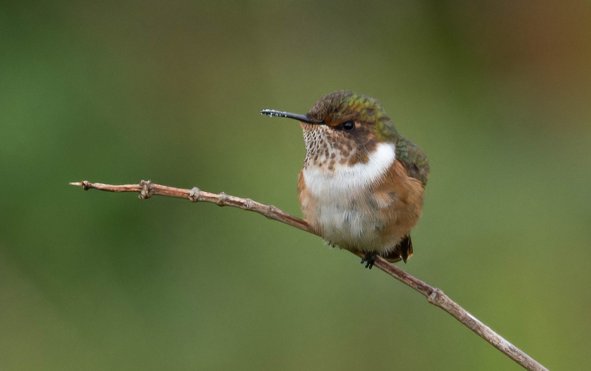 Colibrí Centelleante - ML600547901