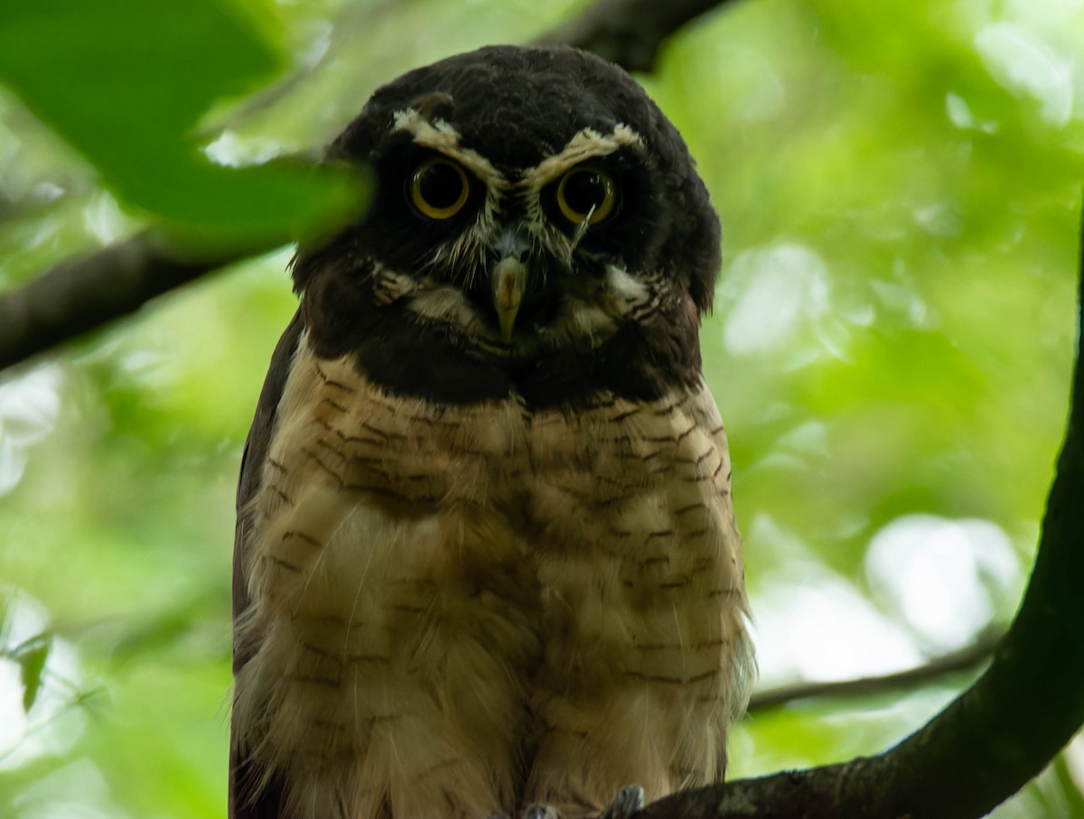 Spectacled Owl - ML600548151