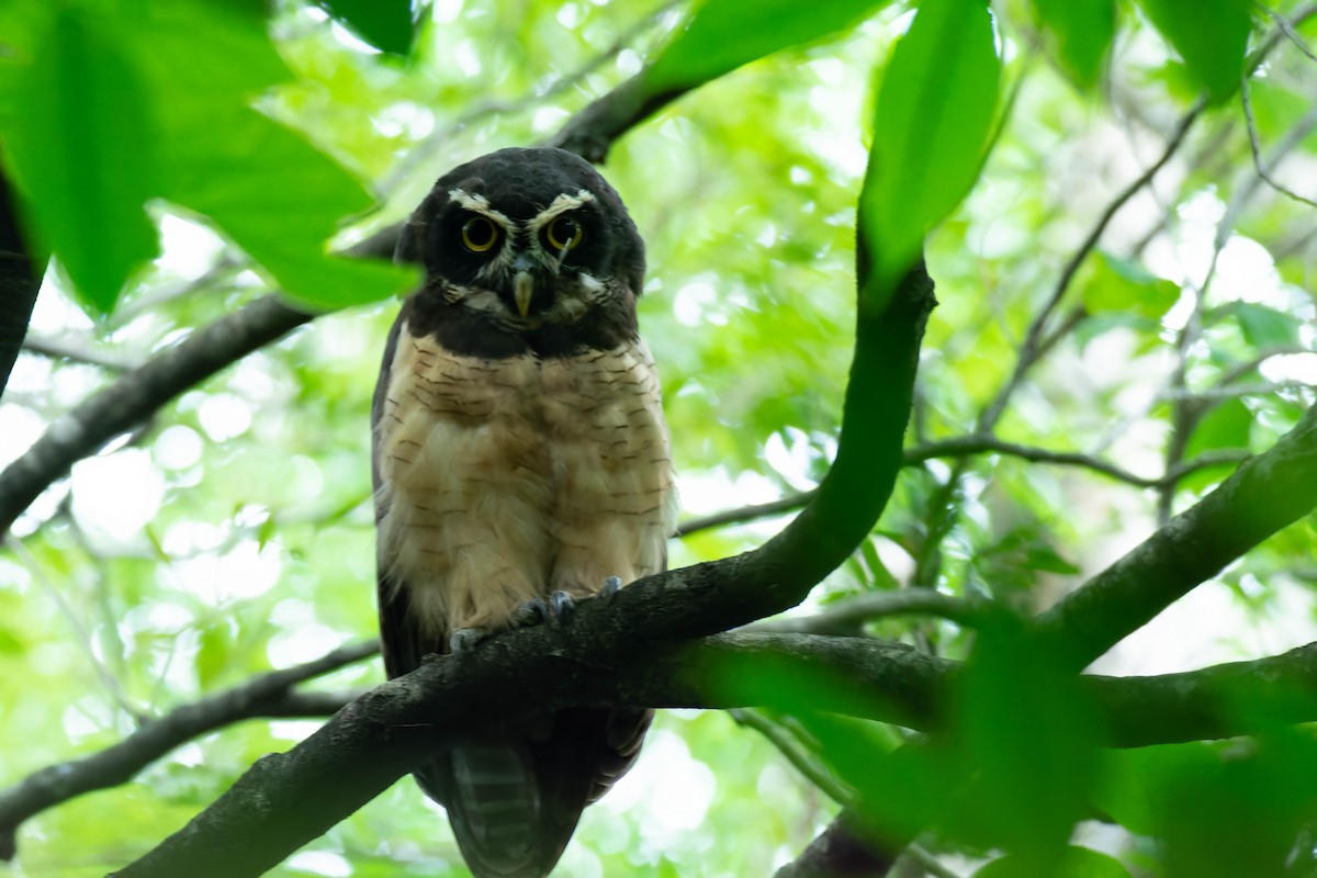 Spectacled Owl - ML600548161