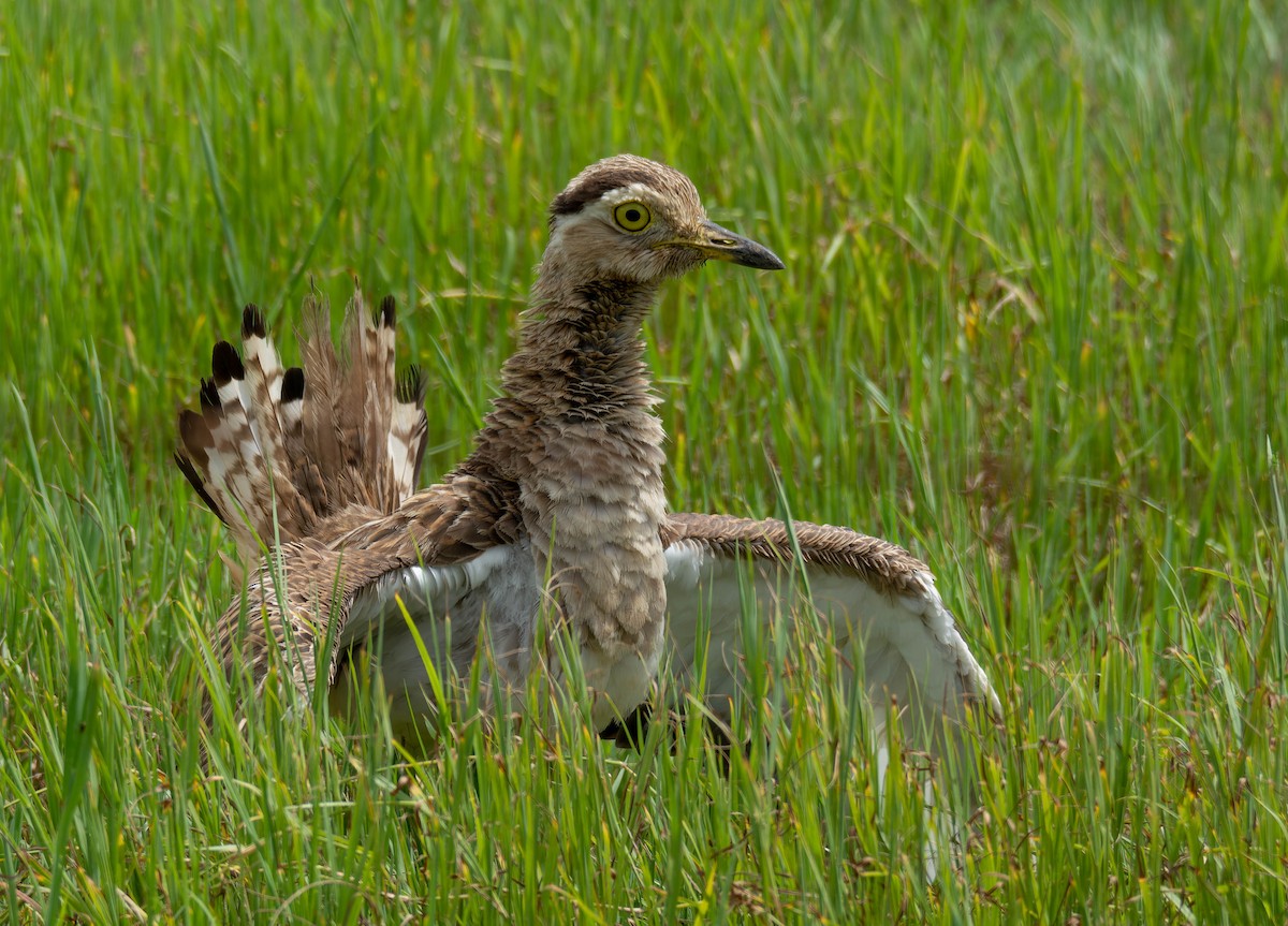 Double-striped Thick-knee - Luis Albero