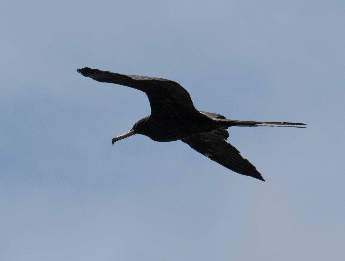 Magnificent Frigatebird - Luis Albero