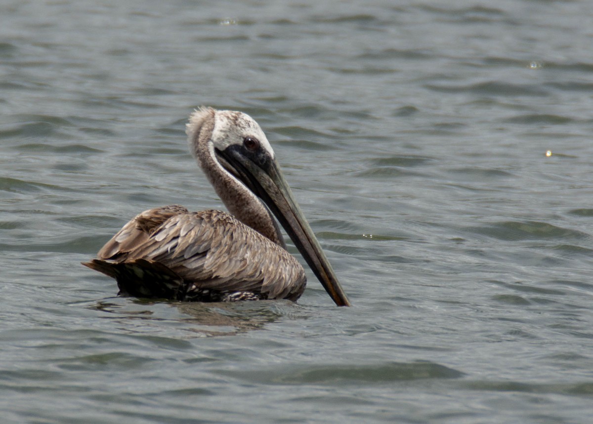 Brown Pelican - Luis Albero