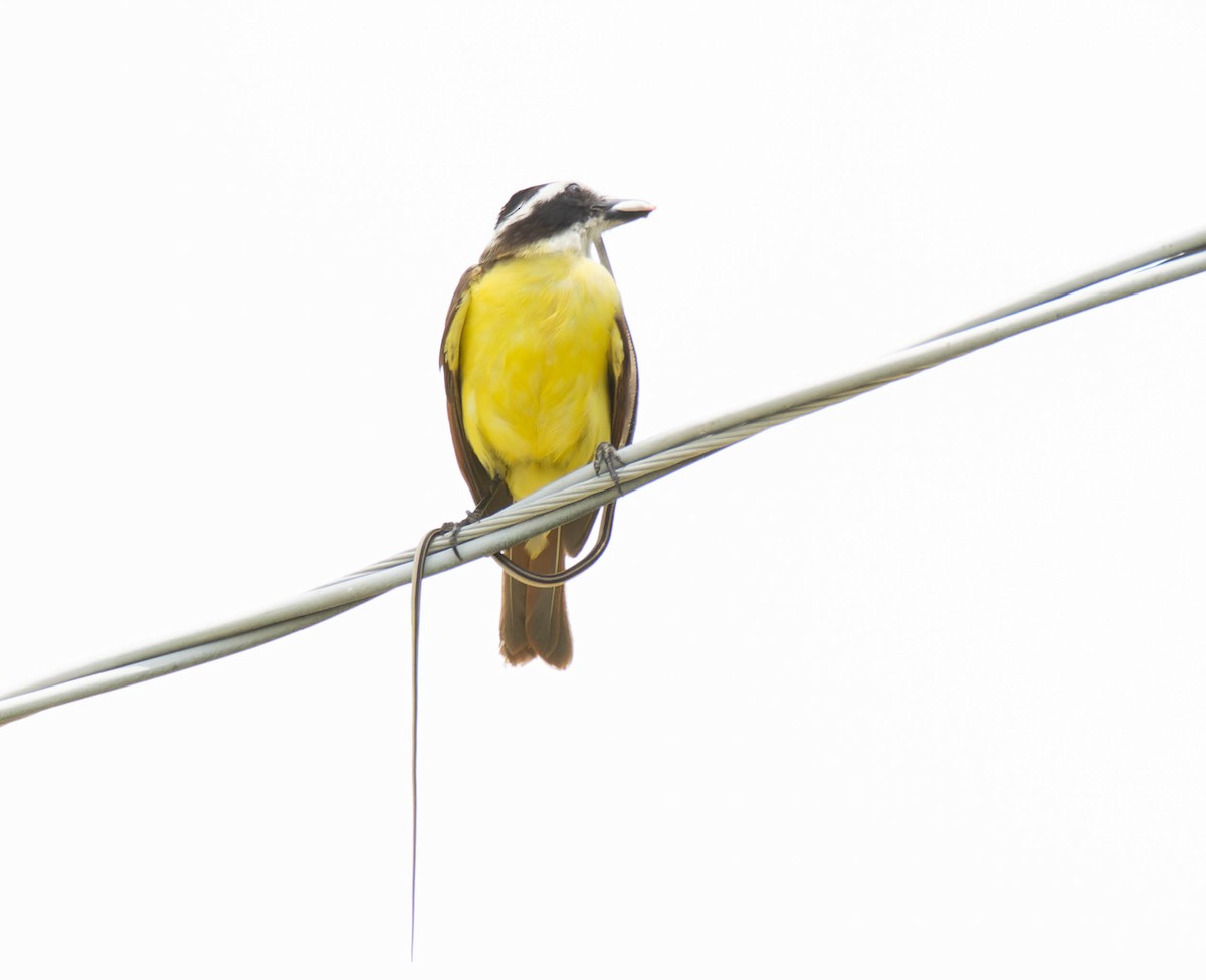 Great Kiskadee - ML600548751